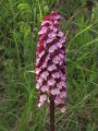 (47) Lady Orchid (Orchis purpurea)
